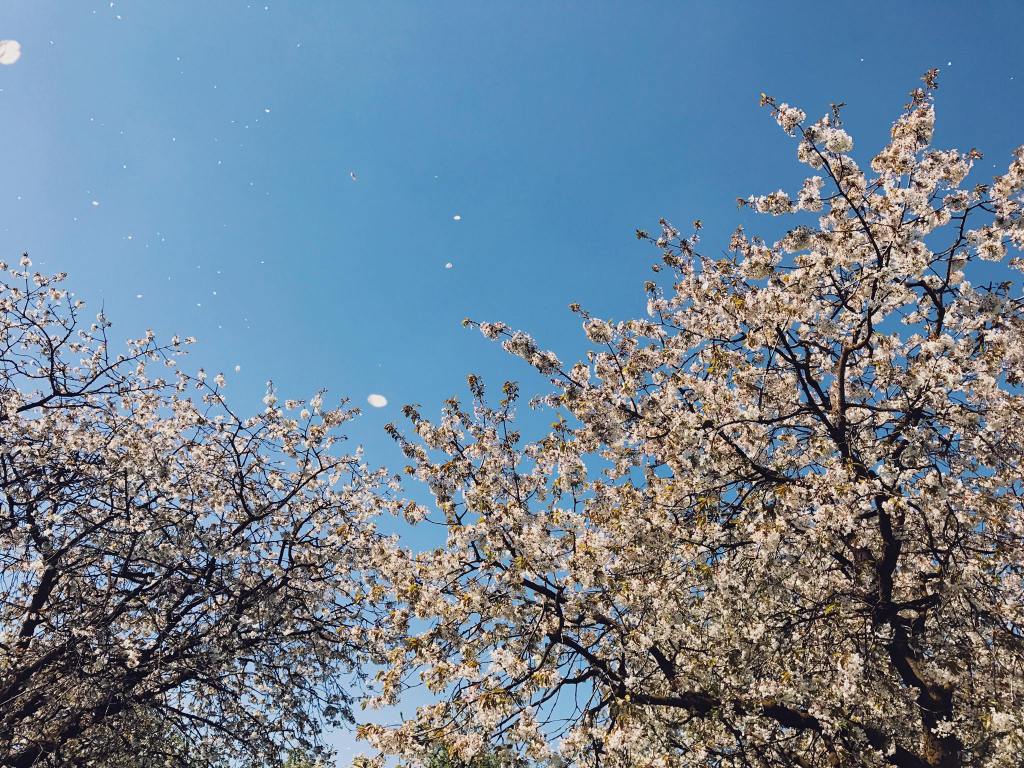 初探瑞士：鄉村的慢活之旅